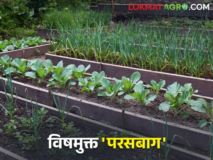 Farmers, a backyard garden for residue free food will be a boon to your health | शेतकऱ्यांनो विषमुक्त अन्नासाठी परसबाग ठरेल तुमच्या आरोग्याला वरदान Farmers, a backyard garden for residue free food will be a boon to your health | शेतकऱ्यांनो विषमुक्त अन्नासाठी परसबाग ठरेल तुमच्या आरोग्याला वरदान