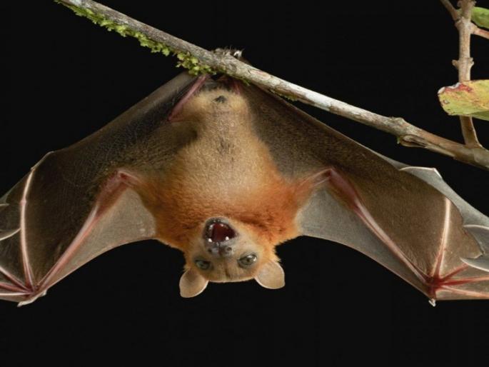 Coronavirus : ICMR researchers found presence of coronavirus in Indian bat species api | Coronavirus : वैज्ञानिकांना भारतातील वटवाघळांमध्ये सापडला 'बॅट कोरोना व्हायरस', पण.... Coronavirus : ICMR researchers found presence of coronavirus in Indian bat species api | Coronavirus : वैज्ञानिकांना भारतातील वटवाघळांमध्ये सापडला 'बॅट कोरोना व्हायरस', पण....