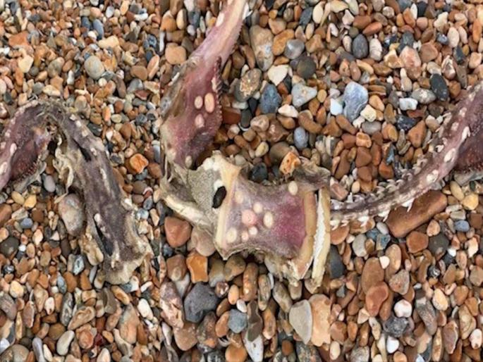 Mysterious sea creature with teeth on tail spotted on beach in baffling video api | VIDEO : समुद्र किनाऱ्यावर सापडला विचित्र जीव, त्याच्या शेपटीवर असलेले दात पाहून लोक हैराण! Mysterious sea creature with teeth on tail spotted on beach in baffling video api | VIDEO : समुद्र किनाऱ्यावर सापडला विचित्र जीव, त्याच्या शेपटीवर असलेले दात पाहून लोक हैराण!