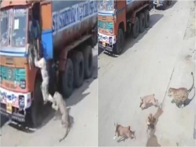 leopard chasing humans, then getting cornered by stray dogs in Hyderabad goes viral api | आधी एका व्यक्तीवर भयानक हल्ला नंतर कुत्र्यांशी भिडला बिबट्या, बघा थरारक व्हिडीओ... leopard chasing humans, then getting cornered by stray dogs in Hyderabad goes viral api | आधी एका व्यक्तीवर भयानक हल्ला नंतर कुत्र्यांशी भिडला बिबट्या, बघा थरारक व्हिडीओ...