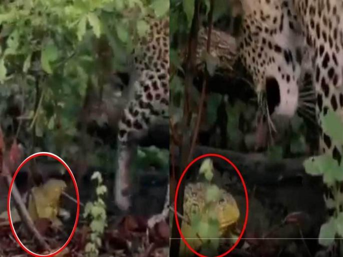 Video of leopard and frog fight, Winner will shock you api | Video : बिबट्या आणि बेडकात झाली अविश्वसनीय लढाई, शेवट पाहून बसेल तुम्हाला धक्का.... Video of leopard and frog fight, Winner will shock you api | Video : बिबट्या आणि बेडकात झाली अविश्वसनीय लढाई, शेवट पाहून बसेल तुम्हाला धक्का....