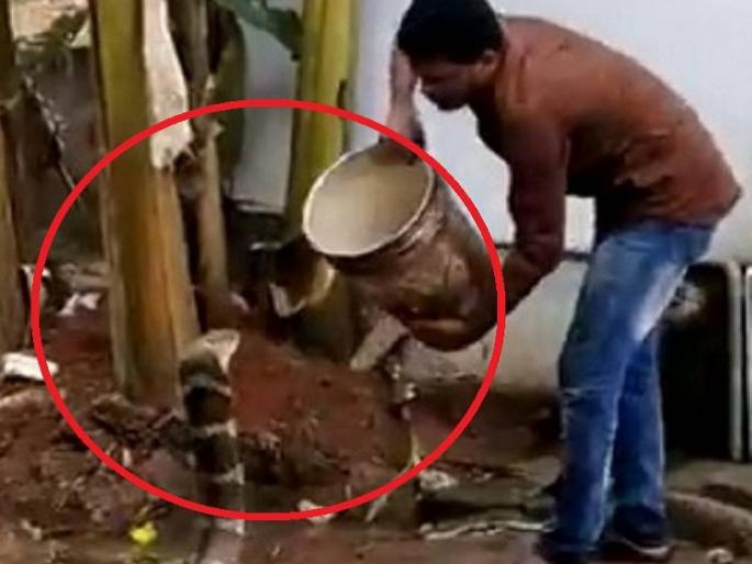 King cobra bathing man with the bucket viral on social media api | Viral Video : उकाड्यामुळे हैराण झाला होता किंग कोब्रा, तरूणाने बकेटभर पाण्याने घातली आंघोळ!