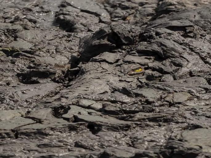 Can you guess what is the picture is all about this pic goes viral api | 'या' फोटोत लपला आहे एक विशाल प्राणी, अच्छे अच्छे शोधून थकले!