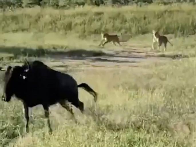 Survival of the fittest video when lions attack on a buffalo api | Viral Video : जीव वाचवण्यासाठी म्हशीने अशी मारली उडी, सिंहांनी असा कधी विचारही नसेल केला! Survival of the fittest video when lions attack on a buffalo api | Viral Video : जीव वाचवण्यासाठी म्हशीने अशी मारली उडी, सिंहांनी असा कधी विचारही नसेल केला!