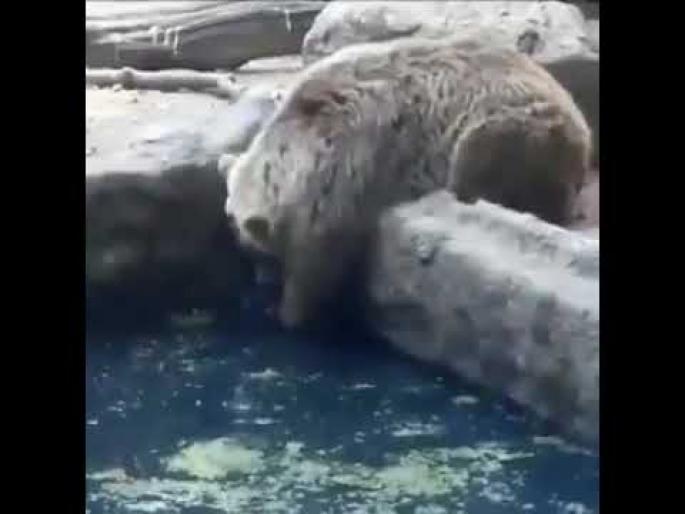 Viral video : Bear saves life of a crow will teach you something api | Video : जीव वाचवण्यासाठी कावळ्याचा सुरू होता आकांत, अस्वलाने असं दिलं त्याला जीवनदान....