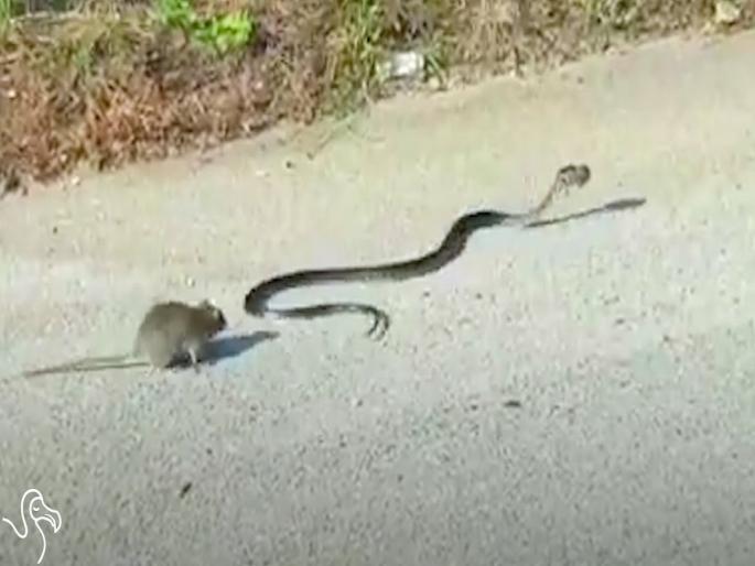 Viral Video : Rat chases snake after attack on child api | Video : हिरकणी; पिल्लाला वाचवण्यासाठी 'ती' सापाशी भिडली...बघा पुढे काय झालं... Viral Video : Rat chases snake after attack on child api | Video : हिरकणी; पिल्लाला वाचवण्यासाठी 'ती' सापाशी भिडली...बघा पुढे काय झालं...