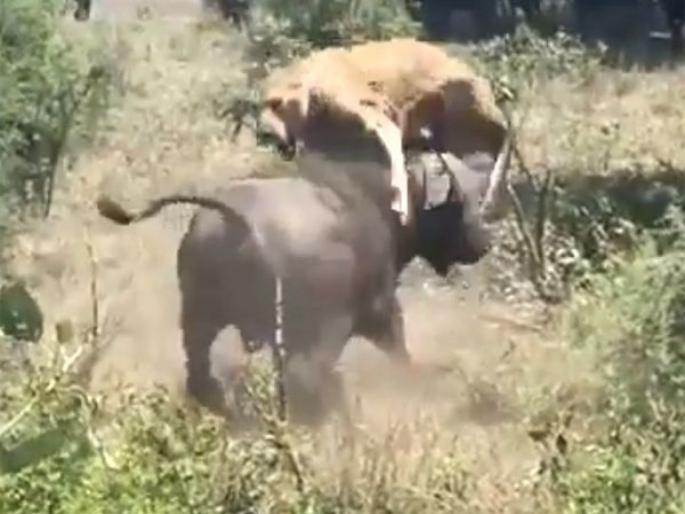 Buffalo launches predator into the air watch viral video api | खतरनाक! अंगावर आलेला सिंह म्हशीने असा काही घेतला शिंगावर, बघा थरारक व्हिडीओ... Buffalo launches predator into the air watch viral video api | खतरनाक! अंगावर आलेला सिंह म्हशीने असा काही घेतला शिंगावर, बघा थरारक व्हिडीओ...