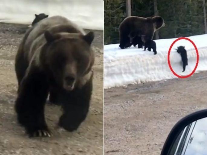 Viral Video : Mama bear try to attack car to protect cubs in Montana | Video : लहानग्या अस्वलाला बघण्यासाठी कमी केला कारचा स्पीड, आईचं 'हे' रूप पाहून ड्रायव्हर असा काही पळाला.... Viral Video : Mama bear try to attack car to protect cubs in Montana | Video : लहानग्या अस्वलाला बघण्यासाठी कमी केला कारचा स्पीड, आईचं 'हे' रूप पाहून ड्रायव्हर असा काही पळाला....
