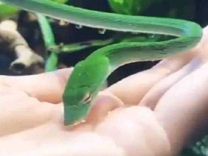 Snake drinking water from humans palm video goes viral | Viral Video : 'त्याच्या' तळहातावरील पाणी पित होता साप, अनोखा व्हिडीओ पाहून व्हाल अवाक्... Snake drinking water from humans palm video goes viral | Viral Video : 'त्याच्या' तळहातावरील पाणी पित होता साप, अनोखा व्हिडीओ पाहून व्हाल अवाक्...