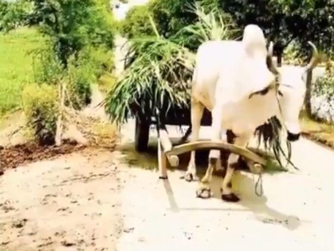 Viral video of bailgadi will make you feel love with this ox | जबरदस्त! बैलाचा इतका भारी व्हिडीओ तुम्ही आधी कधी पाहिला नसेल, एकदा बघाच....