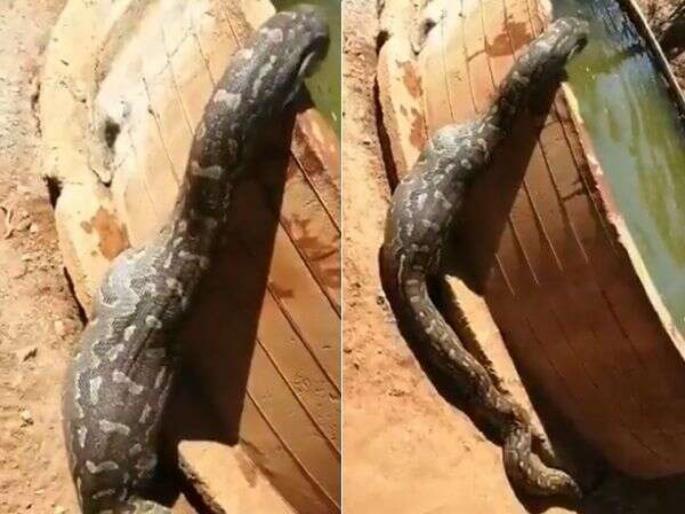 Huge python after meal to cool itself watch shocking video | Shocking! पाणी प्यायला हौदात जात होता अजगर, पोट पाहून अवाक् झाले लोक... Huge python after meal to cool itself watch shocking video | Shocking! पाणी प्यायला हौदात जात होता अजगर, पोट पाहून अवाक् झाले लोक...
