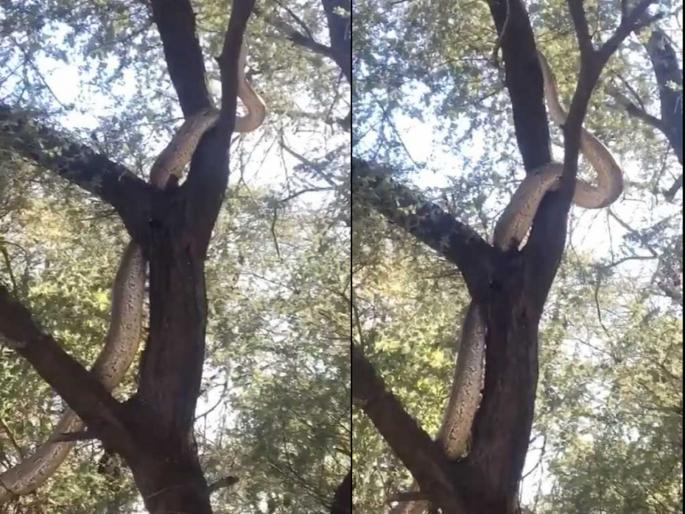 After watch this lengthy snake climbing tree you will be shocked | Video : झाडावर इतका लांब साप चढताना पाहून लोकांना आठवला Anaconda, तुम्ही कधी पाहिला का? After watch this lengthy snake climbing tree you will be shocked | Video : झाडावर इतका लांब साप चढताना पाहून लोकांना आठवला Anaconda, तुम्ही कधी पाहिला का?