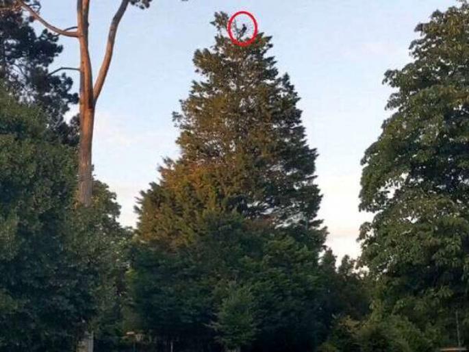 Man enjoys picnic at top of 60ft tree video goes viral | अरे वाह रे वाह! लोकांपासून 'इतकी' दूर जाऊन बसली ही व्यक्ती, व्हिडीओ झाला व्हायरल.... Man enjoys picnic at top of 60ft tree video goes viral | अरे वाह रे वाह! लोकांपासून 'इतकी' दूर जाऊन बसली ही व्यक्ती, व्हिडीओ झाला व्हायरल....