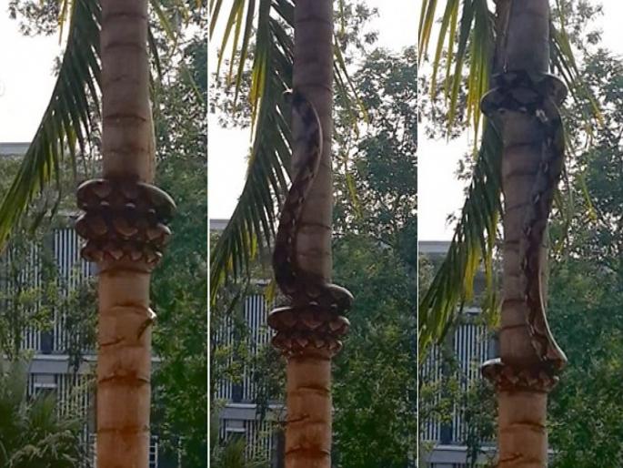 Viral video : When python snake climb tree, people goes crazy | OMG! झाडावर असा काही कुंडली मारत चढला साप की, बघणाऱ्यांना फुटला घाम! Viral video : When python snake climb tree, people goes crazy | OMG! झाडावर असा काही कुंडली मारत चढला साप की, बघणाऱ्यांना फुटला घाम!