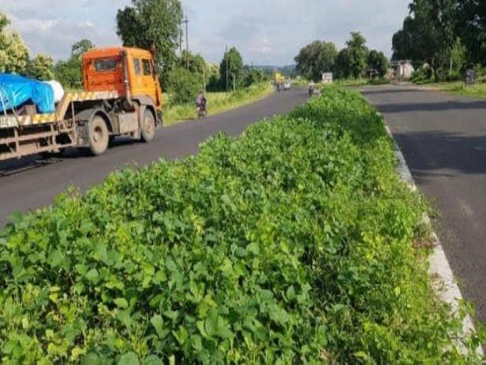 Farmer grows soyabean on MP Bhopal Baitul national highway's divider | बाबो! नॅशनल हायवेच्या मधोमध शेतकऱ्याने केली सोयाबीनची शेती, प्रशासन झालं हैराण... Farmer grows soyabean on MP Bhopal Baitul national highway's divider | बाबो! नॅशनल हायवेच्या मधोमध शेतकऱ्याने केली सोयाबीनची शेती, प्रशासन झालं हैराण...