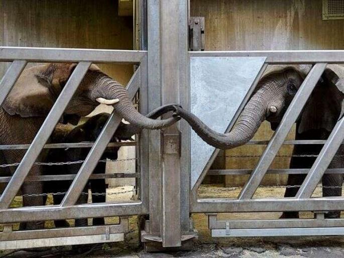 Adorable moment elephant touches trunks with daughter and granddaughter after being reunited | सुंदर क्षण! तब्बल 12 वर्षांनी मुलगी अन् नातीला भेटली वृद्ध हत्तीण, तिघींचं प्रेम पाहून भावूक झाले लोक! Adorable moment elephant touches trunks with daughter and granddaughter after being reunited | सुंदर क्षण! तब्बल 12 वर्षांनी मुलगी अन् नातीला भेटली वृद्ध हत्तीण, तिघींचं प्रेम पाहून भावूक झाले लोक!