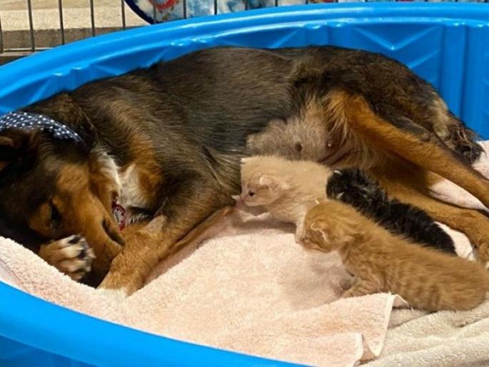 Rescue dog who lost her puppies adopts trio of orphaned kittens | जन्मताच कुत्रीची पिल्लं मेलीत, तिने मांजरीचे पिल्लं घेतली दत्तक! Rescue dog who lost her puppies adopts trio of orphaned kittens | जन्मताच कुत्रीची पिल्लं मेलीत, तिने मांजरीचे पिल्लं घेतली दत्तक!