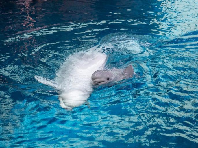 Viral video of beluga whale giving bairth to baby calf | VIDEO : पहिल्यांदाच आई झाली Beluga Whale, जन्मताच पिल्लाने केलं सर्वांना अवाक्! Viral video of beluga whale giving bairth to baby calf | VIDEO : पहिल्यांदाच आई झाली Beluga Whale, जन्मताच पिल्लाने केलं सर्वांना अवाक्!