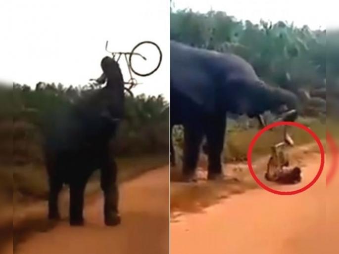 Viral Video : Angry elephant trashes man bicycle while he manages to escape | VIDEO : देव तारी त्याला कोण मारी! संतापलेल्या हत्तीने एकावर केला हल्ला, बघा अंगावर शहारे आणणारा व्हिडीओ Viral Video : Angry elephant trashes man bicycle while he manages to escape | VIDEO : देव तारी त्याला कोण मारी! संतापलेल्या हत्तीने एकावर केला हल्ला, बघा अंगावर शहारे आणणारा व्हिडीओ