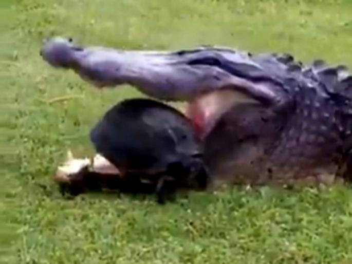 Crocodile and tortoise shocking video goes viral | कासवाने मगरीच्या जबड्यातून असा वाचवला स्वत:चा जीव, बघा खतरनाक व्हिडीओ Crocodile and tortoise shocking video goes viral | कासवाने मगरीच्या जबड्यातून असा वाचवला स्वत:चा जीव, बघा खतरनाक व्हिडीओ