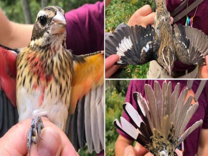 Biologists Find Spectacular Rare Bird in Pennsylvania That is Both Male and Female | आश्चर्य! वैज्ञानिकांना सापडला आतापर्यंतचा सर्वात दुर्मीळ पक्षी, जो नरही आहे अन् मादाही... Biologists Find Spectacular Rare Bird in Pennsylvania That is Both Male and Female | आश्चर्य! वैज्ञानिकांना सापडला आतापर्यंतचा सर्वात दुर्मीळ पक्षी, जो नरही आहे अन् मादाही...