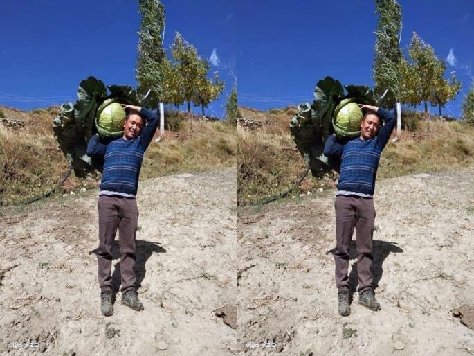 Keylong Lahaul spiti farmer produce 17 kg cauliflower makes everyone surprise | अरे बाप रे बाप! शेतकऱ्याने पिकवली तब्बल १७ किलो वजनाची एक कोबी, आकार पाहून सगळेच हैराण... Keylong Lahaul spiti farmer produce 17 kg cauliflower makes everyone surprise | अरे बाप रे बाप! शेतकऱ्याने पिकवली तब्बल १७ किलो वजनाची एक कोबी, आकार पाहून सगळेच हैराण...