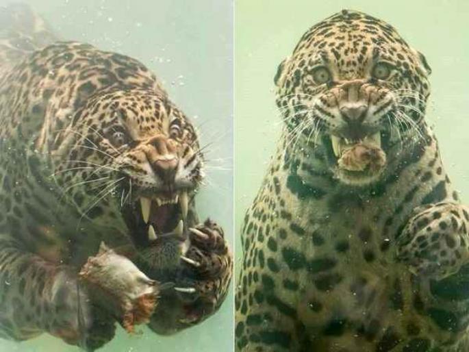 Photographer captures rare moment jaguar diving to catch food see pic | Photo : पाण्याखाली शिकार पकडत होता Jaguar, कॅमेरात कैद झाला खतरनाक क्षण... Photographer captures rare moment jaguar diving to catch food see pic | Photo : पाण्याखाली शिकार पकडत होता Jaguar, कॅमेरात कैद झाला खतरनाक क्षण...