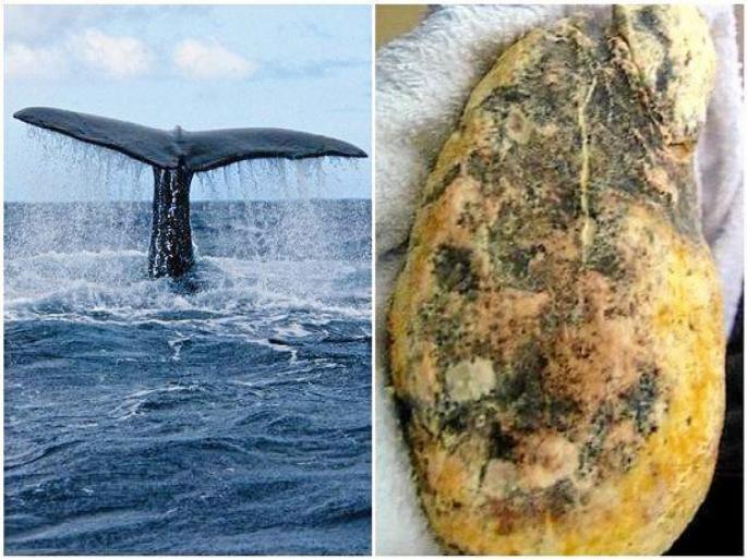 Thailand beach whale vomit 25 crore | मच्छिमाराचं रातोरात बदललं नशीब, व्हेलच्या उलटीतून मिळणार 'इतके' कोटी रूपये... Thailand beach whale vomit 25 crore | मच्छिमाराचं रातोरात बदललं नशीब, व्हेलच्या उलटीतून मिळणार 'इतके' कोटी रूपये...