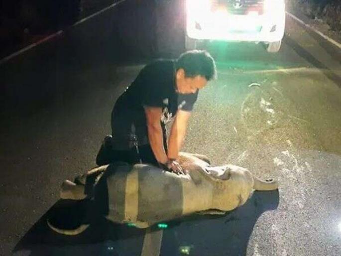 Thai rescuer saves baby elephant who hit by motorbike by cpr | VIDEO : अपघातात जखमी झालं होतं हत्तीचं पिल्लू, या व्यक्तीने 'असं' दिलं त्याला जीवनदान... Thai rescuer saves baby elephant who hit by motorbike by cpr | VIDEO : अपघातात जखमी झालं होतं हत्तीचं पिल्लू, या व्यक्तीने 'असं' दिलं त्याला जीवनदान...