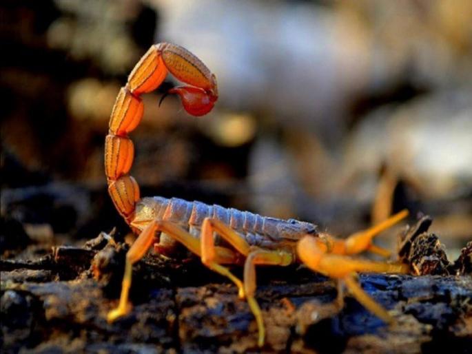 Egypt mohamed hamdy boshta deals in scorpian venom earn 7 lakh rupees for 1 gram venom | बाबो! विषाचा धंदा करून लाखो रूपये कमावते ही व्यक्ती, पाळले ८ हजार विंचू आणि साप...