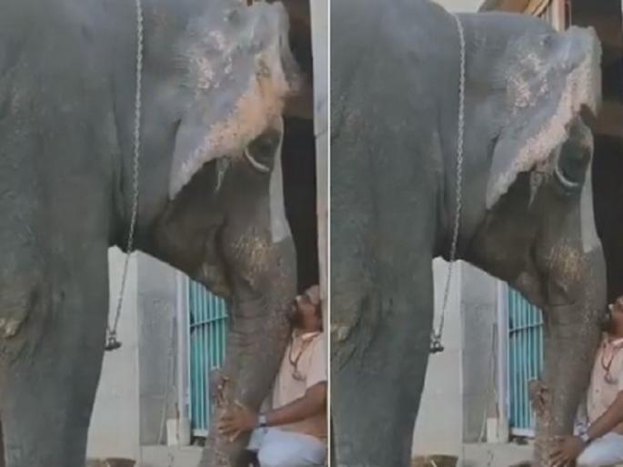 Viral video of an elephant conversing with Srirangam temple pujari on social media | Viral Video: मंदिरातील व्यक्तीसोबत चक्क बोलताना दिसली हत्तीण, बघून तुमचाही बसणार नाही विश्वास..... Viral video of an elephant conversing with Srirangam temple pujari on social media | Viral Video: मंदिरातील व्यक्तीसोबत चक्क बोलताना दिसली हत्तीण, बघून तुमचाही बसणार नाही विश्वास.....