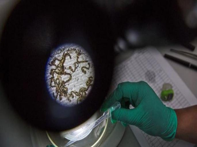 Australian scientists develop smart stem cells with regenerative abilities | वैज्ञानिकांची कमाल! सिनेमात दाखवतात तशा आता आपोआप भरतील जखमा, जोडले जातील अवयव..... Australian scientists develop smart stem cells with regenerative abilities | वैज्ञानिकांची कमाल! सिनेमात दाखवतात तशा आता आपोआप भरतील जखमा, जोडले जातील अवयव.....