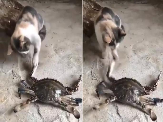 Cat and Crab funny fight video viral on social media | खेकड्यासोबत पंगा घेणं मांजरीला पडलं महागात, व्हायरल व्हिडीओ पाहून पोट धरून हसाल.... Cat and Crab funny fight video viral on social media | खेकड्यासोबत पंगा घेणं मांजरीला पडलं महागात, व्हायरल व्हिडीओ पाहून पोट धरून हसाल....