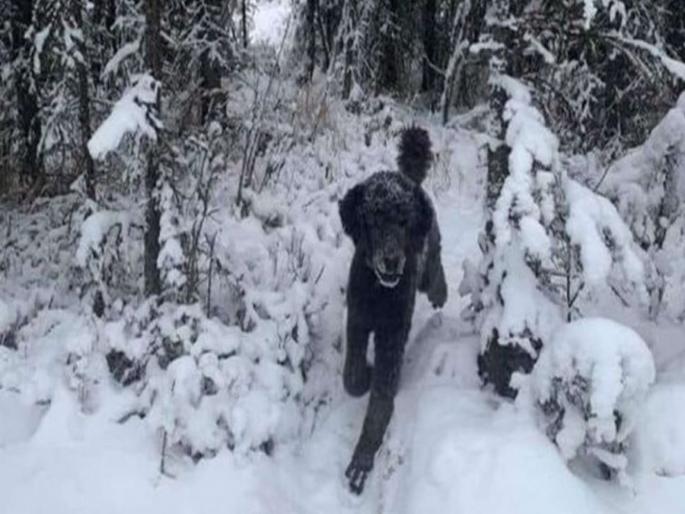 Is it a man or is it a dog optical illusion intrigues users | Viral Photo: या फोटोत माणूस आहे की कुत्रा? फोटो पाहून लोक झाले कन्फ्यूज...तुम्हाला काय दिसतंय? Is it a man or is it a dog optical illusion intrigues users | Viral Photo: या फोटोत माणूस आहे की कुत्रा? फोटो पाहून लोक झाले कन्फ्यूज...तुम्हाला काय दिसतंय?