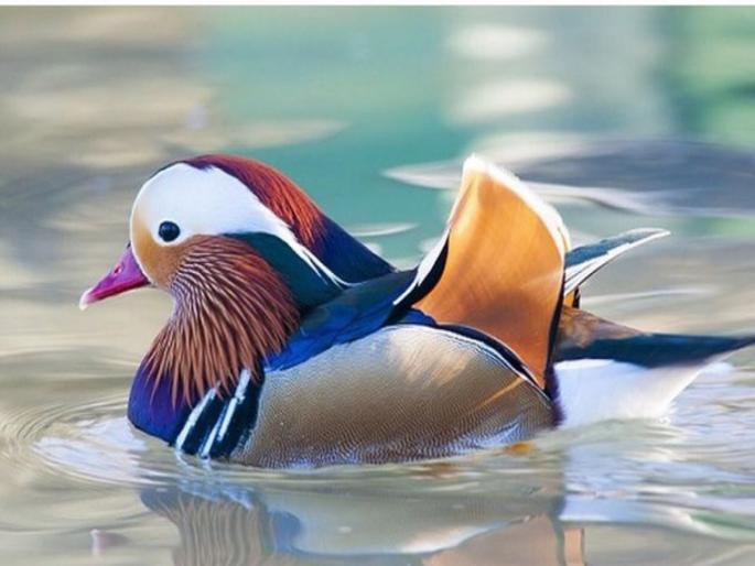 Rare mandarin duck spotted in Assam wetlands | So Cute! तब्बल १०० वर्षानंतर आढळला दुर्मीळ मंदारिन बदक, अखेरचा १९०२ मध्ये दिसला होता.... Rare mandarin duck spotted in Assam wetlands | So Cute! तब्बल १०० वर्षानंतर आढळला दुर्मीळ मंदारिन बदक, अखेरचा १९०२ मध्ये दिसला होता....