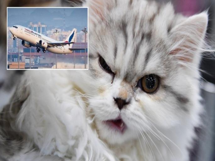 Sudan plane makes emergency landing after an angry cat hijacks cockpit | मांजरीमुळे करावी लागली विमानांची इमरजन्सी लॅंडींग, कॉकपिटमध्ये घुसून पायलटवर केला हल्ला... Sudan plane makes emergency landing after an angry cat hijacks cockpit | मांजरीमुळे करावी लागली विमानांची इमरजन्सी लॅंडींग, कॉकपिटमध्ये घुसून पायलटवर केला हल्ला...