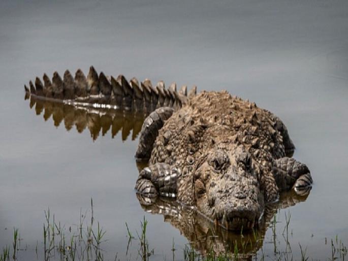 Body of a boy was cut from 26ft long crocodile stomach | धक्कादायक! मगरीने ८ वर्षाच्या मुलाचं शरीर जिवंत गिळलं, पोट फाडून काढला मृतदेह Body of a boy was cut from 26ft long crocodile stomach | धक्कादायक! मगरीने ८ वर्षाच्या मुलाचं शरीर जिवंत गिळलं, पोट फाडून काढला मृतदेह