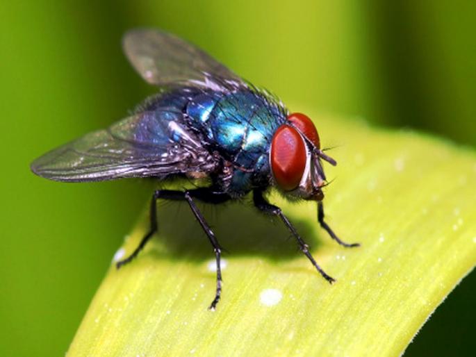 Newly discovered fungus turns flies into zombies | अरे देवा! माश्या बनत आहेत जिवंत झोंबी, घातक फंगसच्या हल्ल्याने वैज्ञानिक झाले हैराण! Newly discovered fungus turns flies into zombies | अरे देवा! माश्या बनत आहेत जिवंत झोंबी, घातक फंगसच्या हल्ल्याने वैज्ञानिक झाले हैराण!