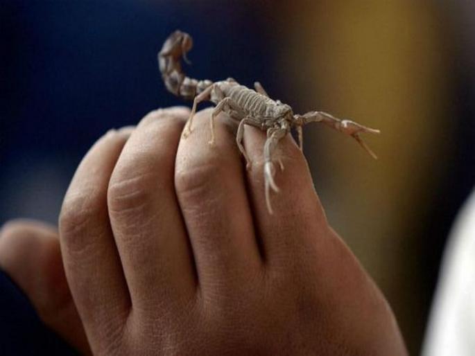 Holi celebrated with scorpions in Sauthana | भारतातील एक असं गाव जिथे गुलाल, रंगासोबत नाही तर विंचवांसोबत खेळली जाते होळी! Holi celebrated with scorpions in Sauthana | भारतातील एक असं गाव जिथे गुलाल, रंगासोबत नाही तर विंचवांसोबत खेळली जाते होळी!