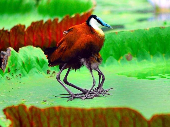 African Jacana the 8 legged bird know everything about it | बाबो! तुम्ही कधी ८ पायांचा पक्षी पाहिलाय का? या पक्ष्याबाबत वाचून व्हाल थक्क..... African Jacana the 8 legged bird know everything about it | बाबो! तुम्ही कधी ८ पायांचा पक्षी पाहिलाय का? या पक्ष्याबाबत वाचून व्हाल थक्क.....
