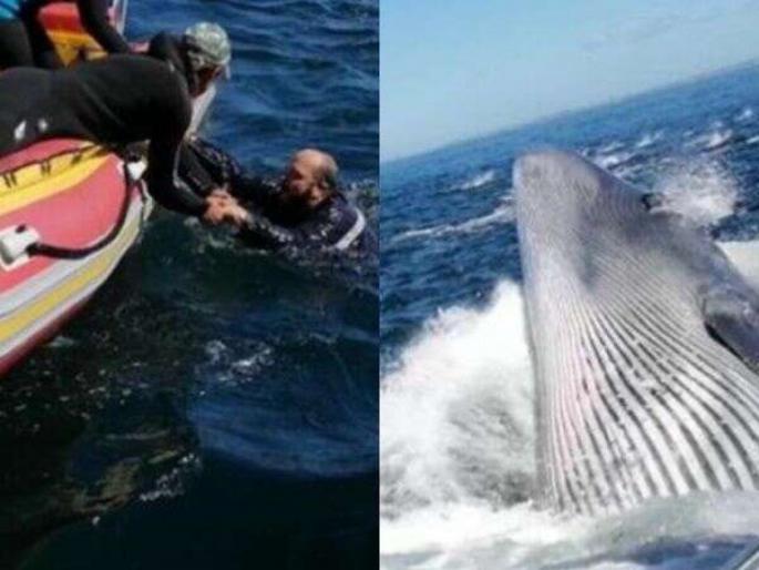 Man overboard from cruise ship whale almost swallows him video viral | VIDEO : व्हेलने मारली अशी जोरदार टक्कर, बोटमधून व्यक्ती समुद्रात पडली आणि मग.... Man overboard from cruise ship whale almost swallows him video viral | VIDEO : व्हेलने मारली अशी जोरदार टक्कर, बोटमधून व्यक्ती समुद्रात पडली आणि मग....