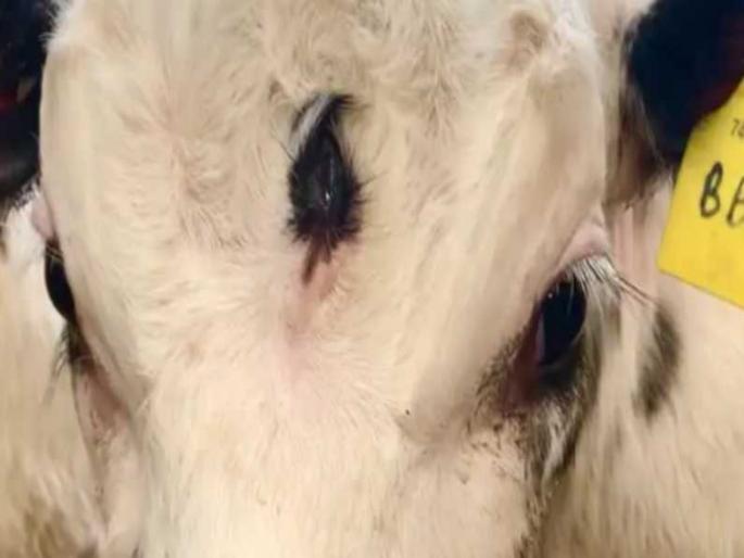 Extremely rare calf born with three eye on forehead in England | आश्चर्य! तीन डोळ्यांच्या बछड्याला गायीने दिला जन्म, व्हायरल फोटो बघून थक्क झाले लोक... Extremely rare calf born with three eye on forehead in England | आश्चर्य! तीन डोळ्यांच्या बछड्याला गायीने दिला जन्म, व्हायरल फोटो बघून थक्क झाले लोक...