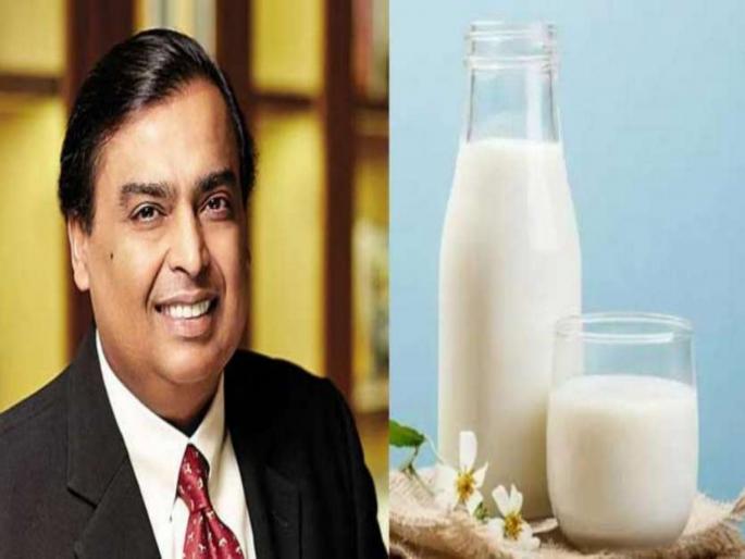 The milk of this dairy is consumed by Ambani, Bachchan, Tendulkar, One liter price will be surprised you | भारतातील सर्वात श्रीमंत व्यक्ती अंबानींच्या घरी येणाऱ्या दुधाची एक लीटरची किंमत वाचून व्हाल अवाक्.... The milk of this dairy is consumed by Ambani, Bachchan, Tendulkar, One liter price will be surprised you | भारतातील सर्वात श्रीमंत व्यक्ती अंबानींच्या घरी येणाऱ्या दुधाची एक लीटरची किंमत वाचून व्हाल अवाक्....