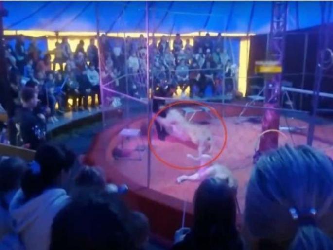 Viral Video : Lioness attacks circus trainer in front of audience must watch | लाईव्ह शोमध्ये वाघिणीने केला सर्कसच्या ट्रेनरवर खतरनाक हल्ला, बघा थरारक व्हिडीओ Viral Video : Lioness attacks circus trainer in front of audience must watch | लाईव्ह शोमध्ये वाघिणीने केला सर्कसच्या ट्रेनरवर खतरनाक हल्ला, बघा थरारक व्हिडीओ