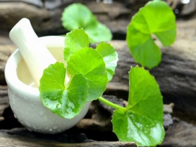 Brahmi is the gift of nature; Absolutely beneficial ... boosts the immune system | ब्राह्मी म्हणजे निर्सगाचं वरदान; खुपच फायदेशीर...रोगप्रतिकारकशक्ती वाढवते Brahmi is the gift of nature; Absolutely beneficial ... boosts the immune system | ब्राह्मी म्हणजे निर्सगाचं वरदान; खुपच फायदेशीर...रोगप्रतिकारकशक्ती वाढवते