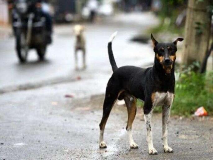 Mother wanted to shoot dog mistakenly shot her own kid news from USA | धक्कादायक! कुत्र्यावर गोळी झाडत होती महिला, चुकून आपल्याच मुलाला शूट करून बसली Mother wanted to shoot dog mistakenly shot her own kid news from USA | धक्कादायक! कुत्र्यावर गोळी झाडत होती महिला, चुकून आपल्याच मुलाला शूट करून बसली