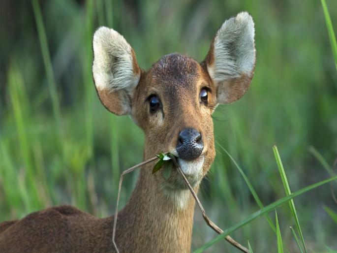 Rare white hog deer in Kaziranga National Park Assam viral pic by Jayanta Kumar Sarma | अद्भूत! आसामच्या जंगलात दिसलं दुर्मिळ पांढरं हरीण, सोशल मीडियावर फोटो व्हायरल