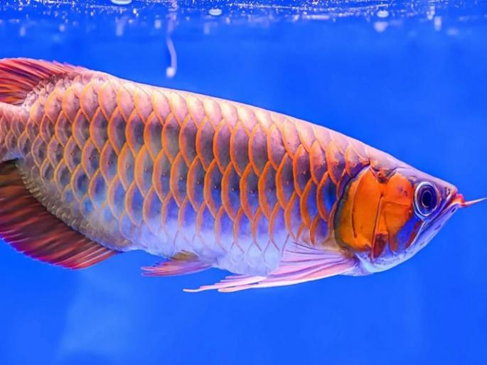 Only one Arowana fish is sold for so many crores know more facts about this | कोट्यावधी रूपयात विकला जातो हा मासा, कारण वाचून व्हाल थक्क.... Only one Arowana fish is sold for so many crores know more facts about this | कोट्यावधी रूपयात विकला जातो हा मासा, कारण वाचून व्हाल थक्क....