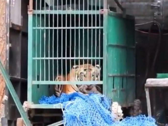 Tiger released in jungle video will show you how freedom looks like | VIDEO : वाघाला पिंजऱ्यातून काढून जंगलात सोडलं, तेव्हा समजलं स्वातंत्र्य कशाला म्हणतात! Tiger released in jungle video will show you how freedom looks like | VIDEO : वाघाला पिंजऱ्यातून काढून जंगलात सोडलं, तेव्हा समजलं स्वातंत्र्य कशाला म्हणतात!