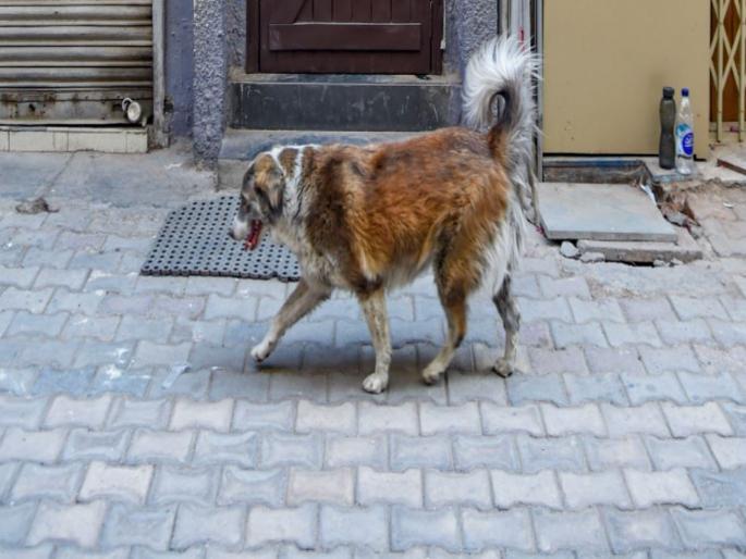 Shocking! A senior ayurvedic doctor allegedly raped a female dog in Kolkata | अमानवीय! डॉक्टरने कुत्र्यावर केला रेप, शेजारच्या महिलेने रंगेहाथ पकडलं... Shocking! A senior ayurvedic doctor allegedly raped a female dog in Kolkata | अमानवीय! डॉक्टरने कुत्र्यावर केला रेप, शेजारच्या महिलेने रंगेहाथ पकडलं...